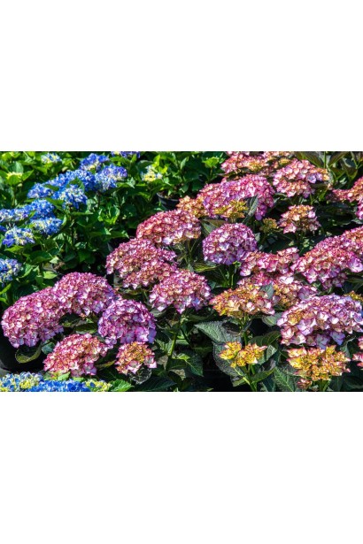 Hydrangea macrophylla